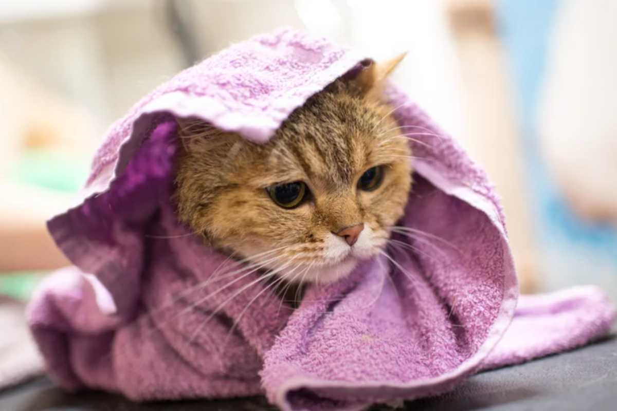 Gatti 