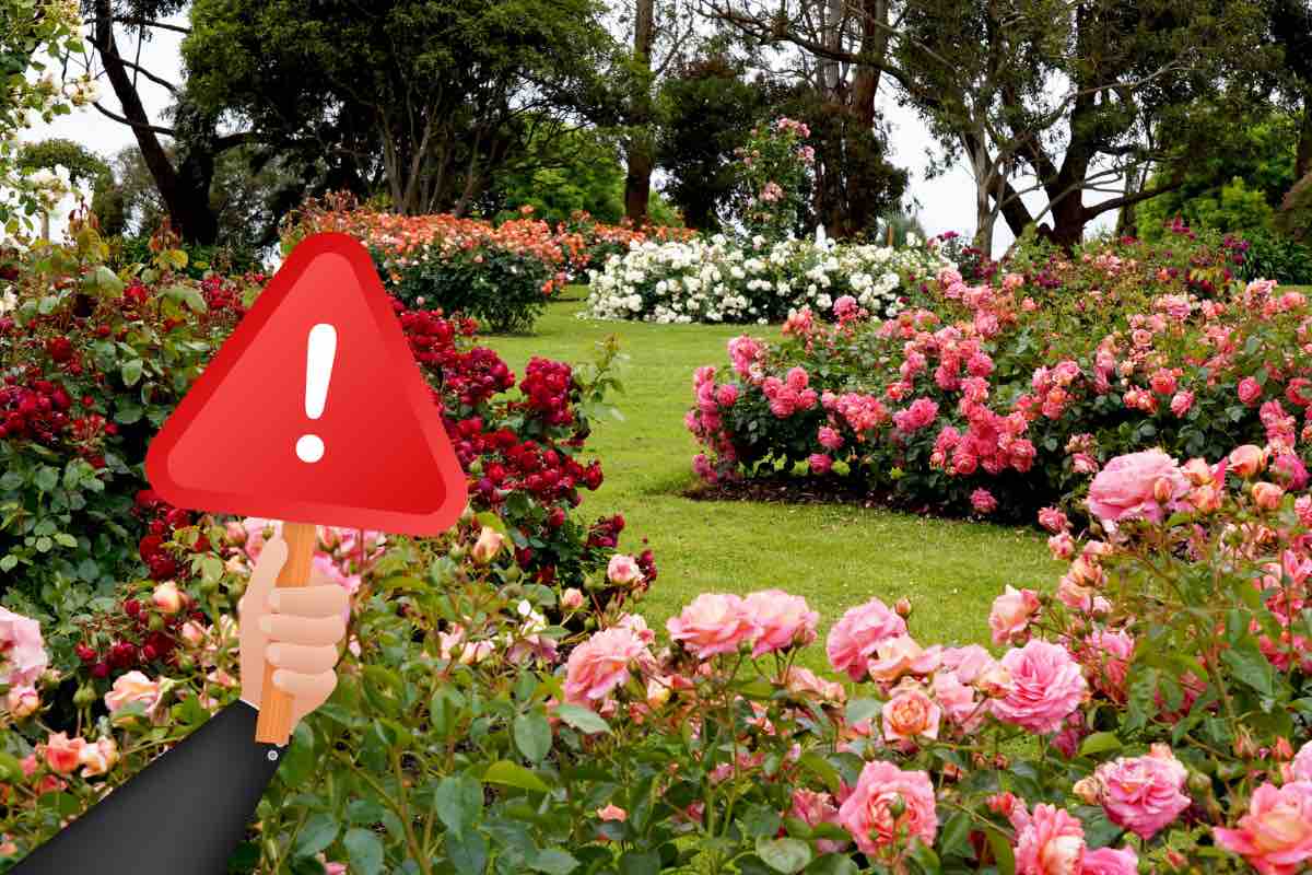 Rose e concimi