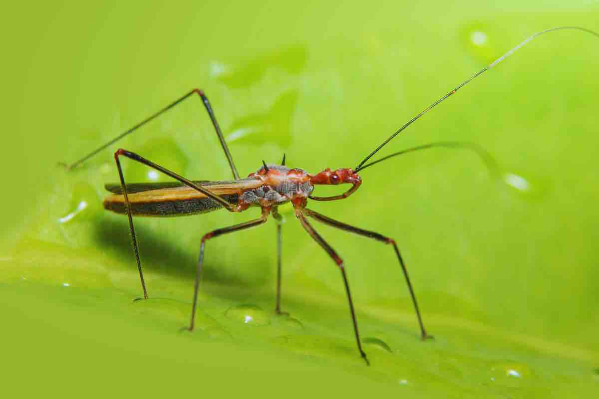 Zelus renardii
